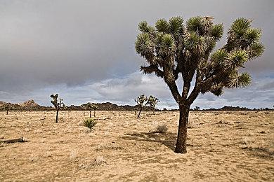 国行Switch宣布变更部分任天堂角色中文名称 更接近原文发音