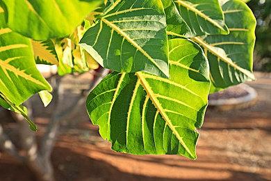 《夏洛克·福尔摩斯》开发商正开发一个全新游戏